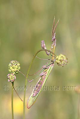     Empusa fasciata