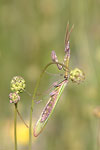 Praying Mantid   Empusa fasciata