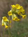 Cowslip    Primula veris