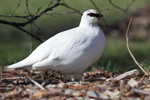 Rock Ptarmigan    