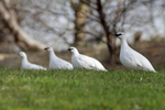 Rock Ptarmigan    Lagopus muta