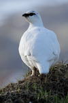 Rock Ptarmigan    