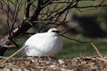 Rock Ptarmigan    Lagopus muta