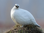 Rock Ptarmigan    Lagopus muta