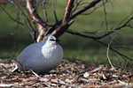 Rock Ptarmigan    Lagopus muta