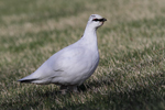 Rock Ptarmigan    Lagopus muta