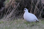 Rock Ptarmigan    Lagopus muta