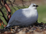 Rock Ptarmigan    Lagopus muta