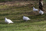 Rock Ptarmigan    Lagopus muta