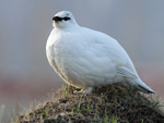 Rock Ptarmigan    Lagopus muta