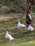 Rock Ptarmigan    Lagopus muta