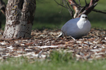 Rock Ptarmigan    Lagopus muta