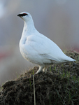 Rock Ptarmigan    Lagopus muta