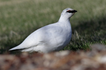 Rock Ptarmigan    