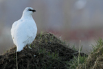 Rock Ptarmigan    Lagopus muta