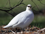 Rock Ptarmigan    