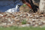 Rock Ptarmigan    Lagopus muta