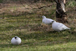 Rock Ptarmigan    