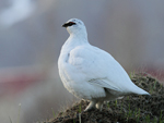 Rock Ptarmigan    Lagopus muta