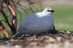 Rock Ptarmigan    Lagopus muta