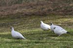 Rock Ptarmigan    