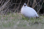 Rock Ptarmigan    Lagopus muta