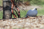 Rock Ptarmigan    Lagopus muta