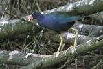 Purple Gallinule    Porphyrio martinica