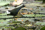 Purple Gallinule    