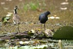 Purple Gallinule    Porphyrio martinica