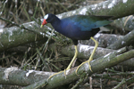 Purple Gallinule    Porphyrio martinica