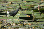 Purple Gallinule    Porphyrio martinica