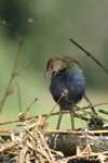 Purple Gallinule    Porphyrio martinica