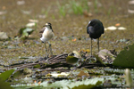 Purple Gallinule    Porphyrio martinica