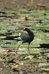 Purple Gallinule    Porphyrio martinica