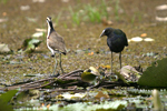      Porphyrio martinica