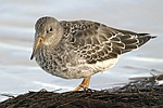 Purple Sandpiper    Calidris maritima