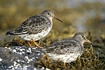 Purple Sandpiper    Calidris maritima