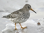      Calidris maritima