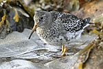      Calidris maritima