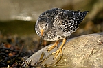 Purple Sandpiper    Calidris maritima