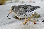 Purple Sandpiper    Calidris maritima