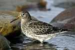 Purple Sandpiper    