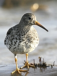 Purple Sandpiper    Calidris maritima