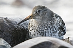 Purple Sandpiper    