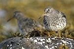 Purple Sandpiper    