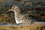 Purple Sandpiper    Calidris maritima