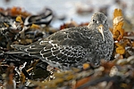 Purple Sandpiper    Calidris maritima