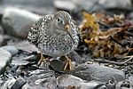 Purple Sandpiper    Calidris maritima