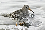      Calidris maritima